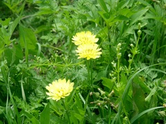 Pyrrhopappus pauciflorus