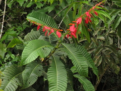 Warszewiczia coccinea