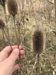 Dipsacus laciniatus