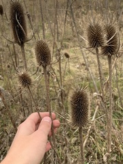 Dipsacus laciniatus