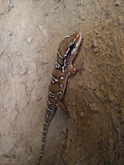 Hemidactylus sahgali