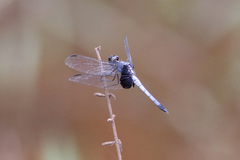 Erythrodiplax unimaculata