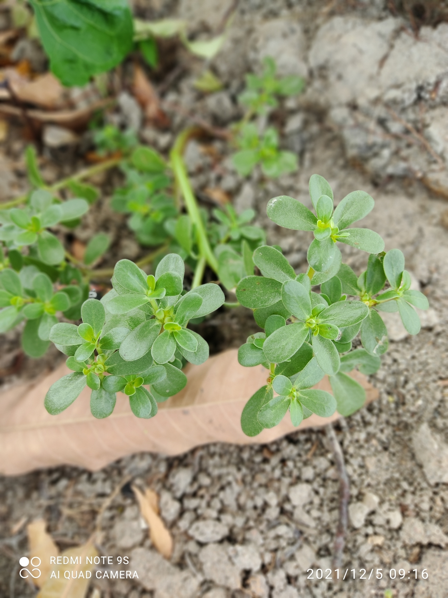 Portulaca oleracea