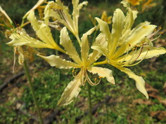 Lycoris chinensis
