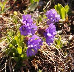 Primula glutinosa