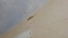 Hemidactylus platyurus