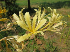 Lycoris chinensis