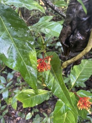 Palicourea croceoides