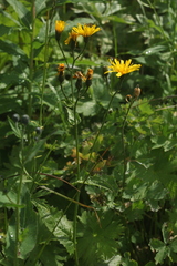 Crepis lyrata