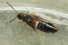 Atheta marcida