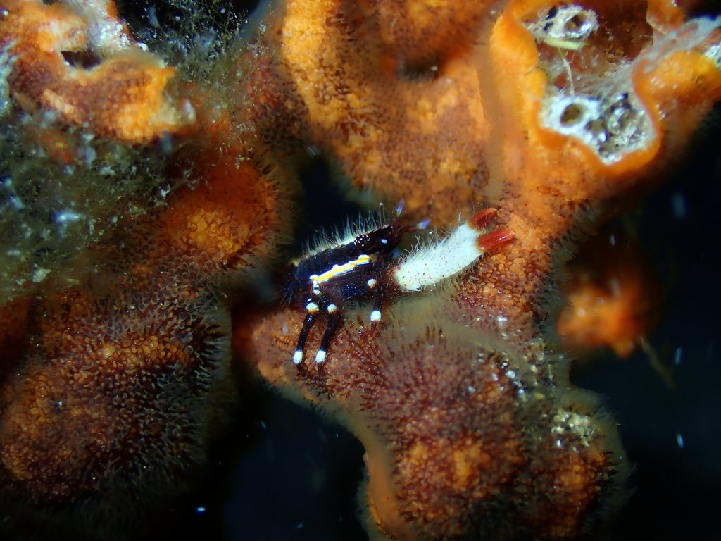 Galathea magnifica