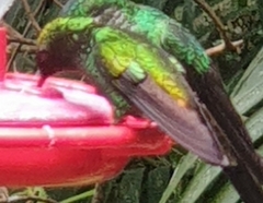 Microchera cupreiceps