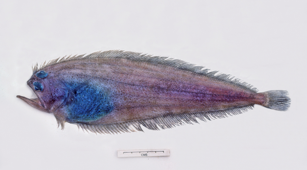 Pelican Flounder
