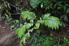 Angiopteris madagascariensis