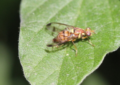 Zeugodacus cucurbitae