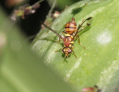 Zeugodacus cucurbitae