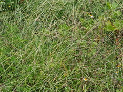 Digitaria heterantha