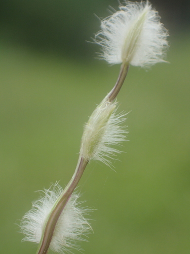 Digitaria heterantha iNat (1)