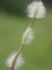 Digitaria heterantha