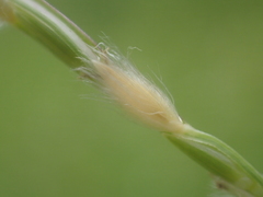 Digitaria heterantha