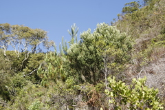 Phylica buxifolia