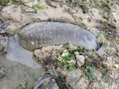 Holothuria scabra