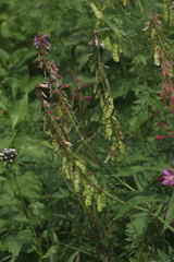 Hedysarum theinum