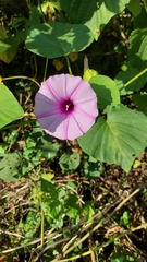 Ipomoea acanthocarpa
