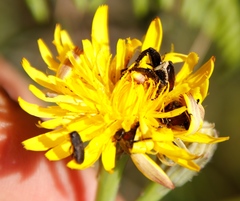 Anthaxiini