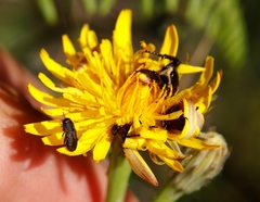 Anthaxiini