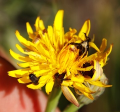 Anthaxiini
