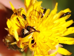Anthaxiini