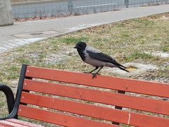 Corvus cornix
