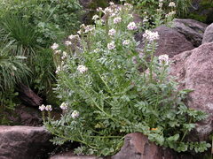 Cardamine uliginosa