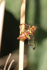 Zeugodacus cucurbitae