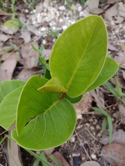 Annona warmingiana