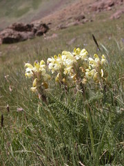 Pedicularis sibthorpii