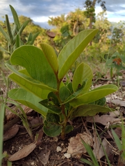 Annona warmingiana