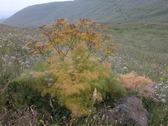 Prangos ferulacea