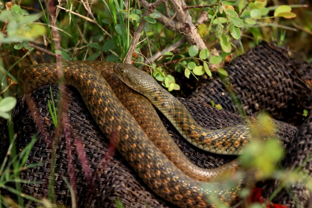Asiatic Water Snake