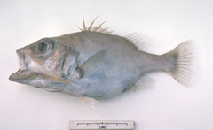 Ostracoberyx paxtoni