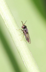 Neoloxotaenia