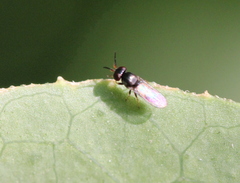 Neoloxotaenia