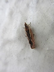 Phaecadophora fimbriata