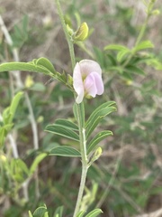 Tephrosia limpopoensis