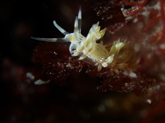 Cratena lineata