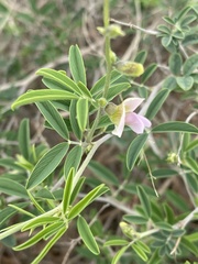 Tephrosia limpopoensis