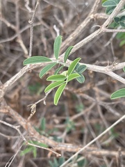 Tephrosia limpopoensis