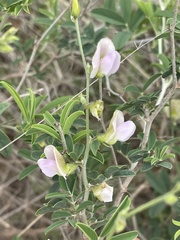 Tephrosia limpopoensis