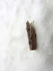 Phaecadophora fimbriata